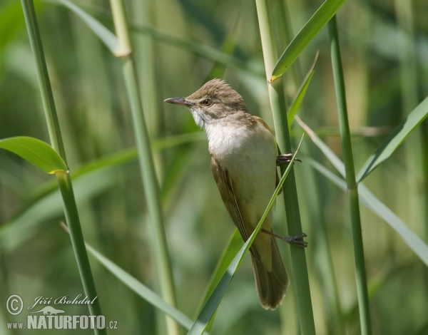 Great Reed Warbler (Acrocephalus arundinaceus)