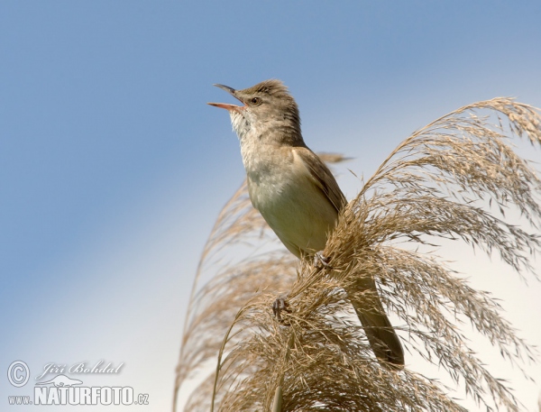 Great Reed Warbler (Acrocephalus arundinaceus)