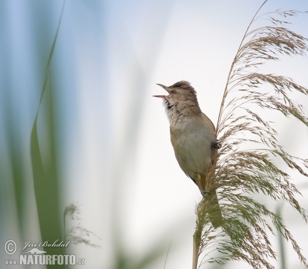 Great Reed Warbler (Acrocephalus arundinaceus)