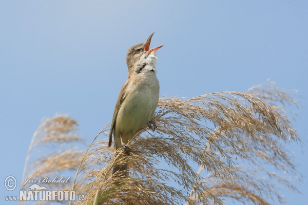 Great Reed Warbler (Acrocephalus arundinaceus)