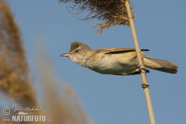 Great Reed Warbler (Acrocephalus arundinaceus)
