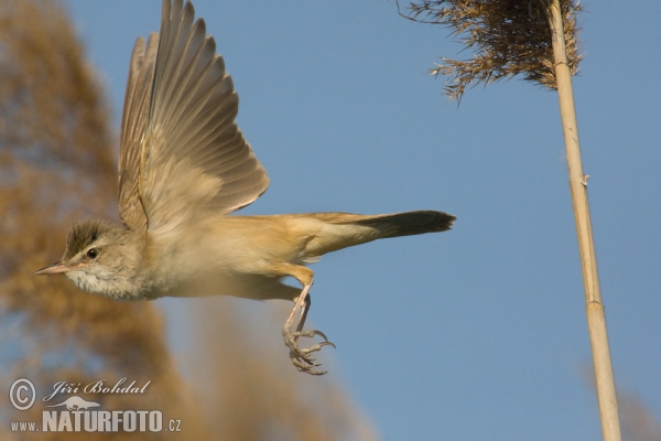 Great Reed Warbler (Acrocephalus arundinaceus)