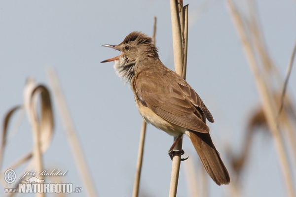 Great Reed Warbler (Acrocephalus arundinaceus)