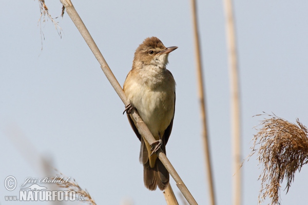 Great Reed Warbler (Acrocephalus arundinaceus)