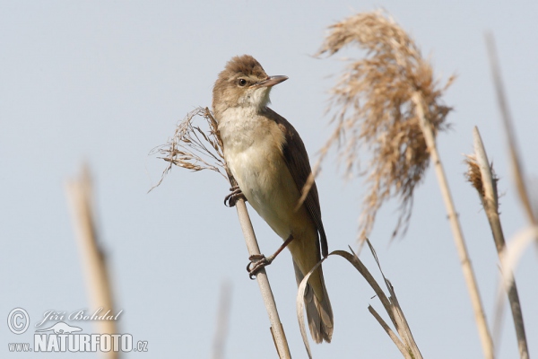 Great Reed Warbler (Acrocephalus arundinaceus)