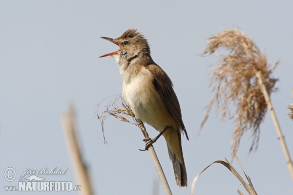 Great Reed Warbler (Acrocephalus arundinaceus)