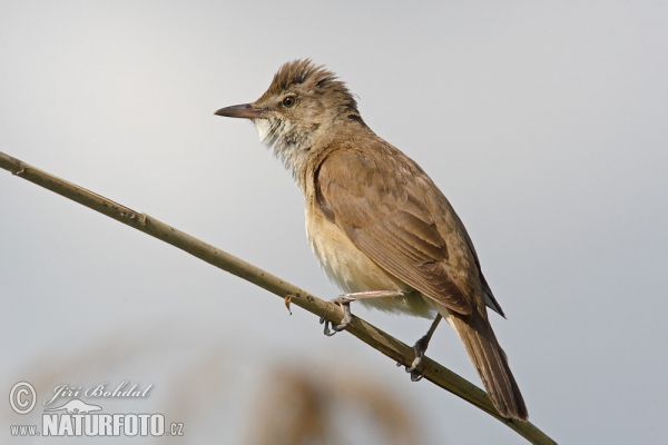 Great Reed Warbler (Acrocephalus arundinaceus)