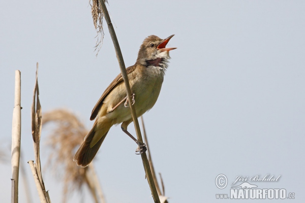 Great Reed Warbler (Acrocephalus arundinaceus)