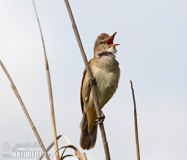 Great Reed Warbler (Acrocephalus arundinaceus)