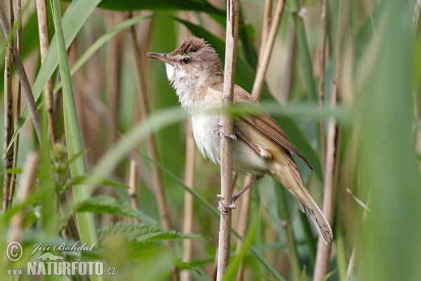 Great Reed Warbler (Acrocephalus arundinaceus)