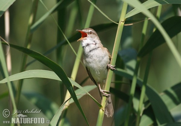 Great Reed Warbler (Acrocephalus arundinaceus)