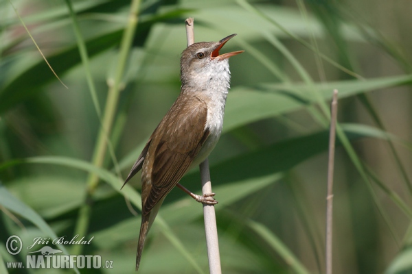 Great Reed Warbler (Acrocephalus arundinaceus)