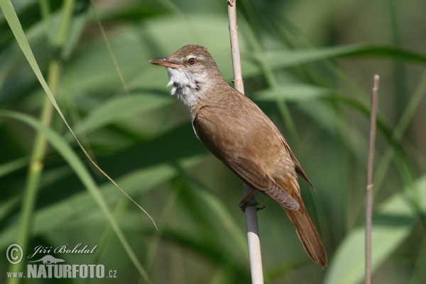 Great Reed Warbler (Acrocephalus arundinaceus)