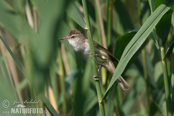 Great Reed Warbler (Acrocephalus arundinaceus)