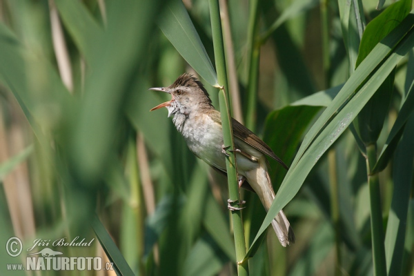 Great Reed Warbler (Acrocephalus arundinaceus)