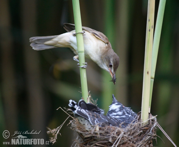 Great Reed Warbler and Cuckoo (Cuculus canorus)