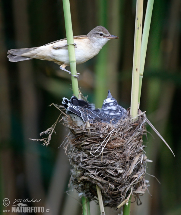 Great Reed Warbler and Cuckoo (Cuculus canorus)