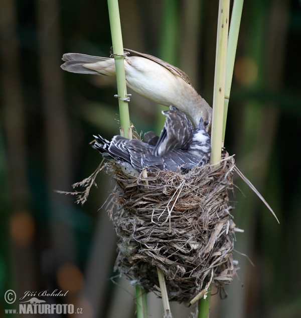 Great Reed Warbler and Cuckoo (Cuculus canorus)