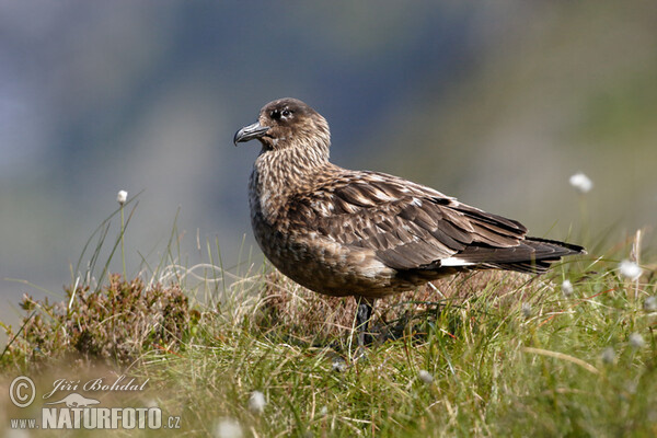 Great Skua (Stercorarius skua)