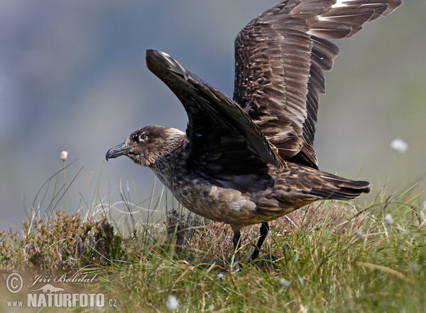 Great Skua (Stercorarius skua)