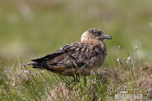 Great Skua (Stercorarius skua)