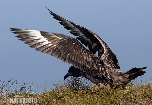 Great Skua (Stercorarius skua)