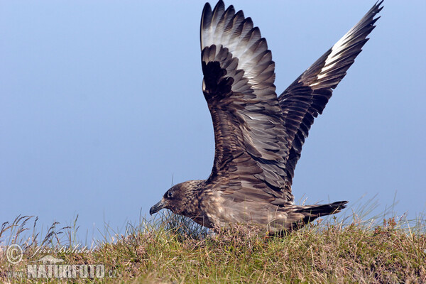 Great Skua (Stercorarius skua)