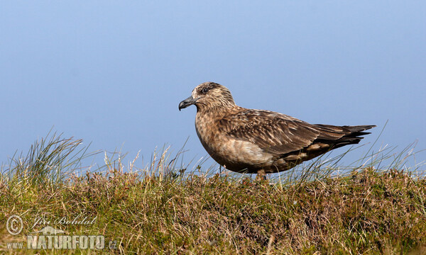 Great Skua (Stercorarius skua)