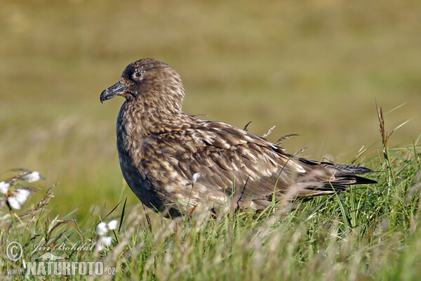 Great Skua (Stercorarius skua)