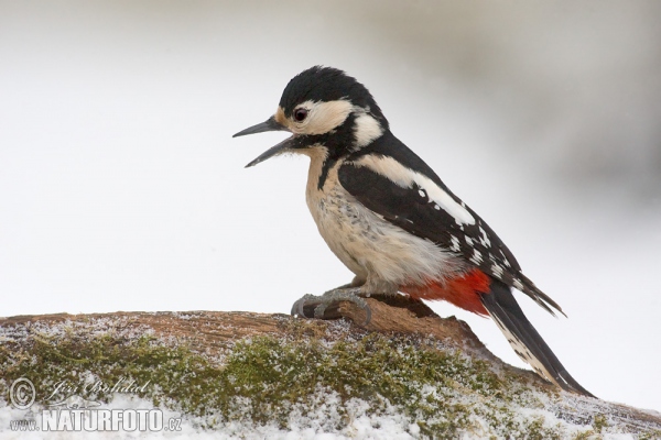 Great Spotted Woodpecker (Dendrocopos major)