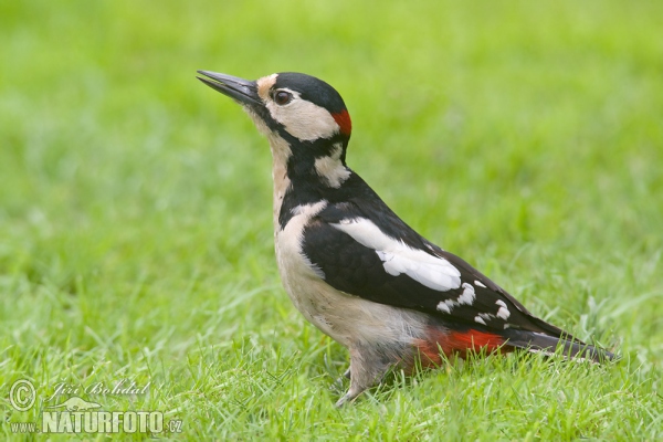 Great Spotted Woodpecker (Dendrocopos major)