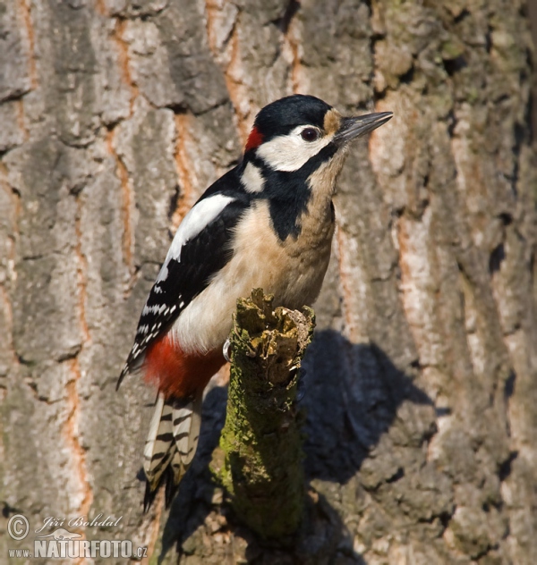 Great Spotted Woodpecker (Dendrocopos major)