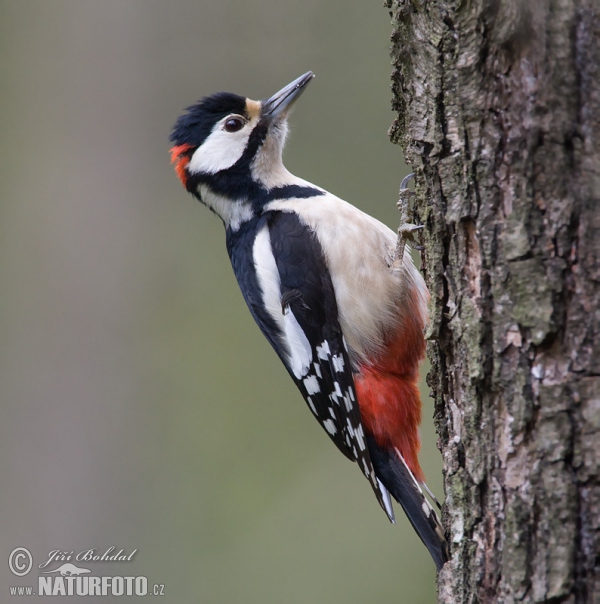 Great Spotted Woodpecker (Dendrocopos major)