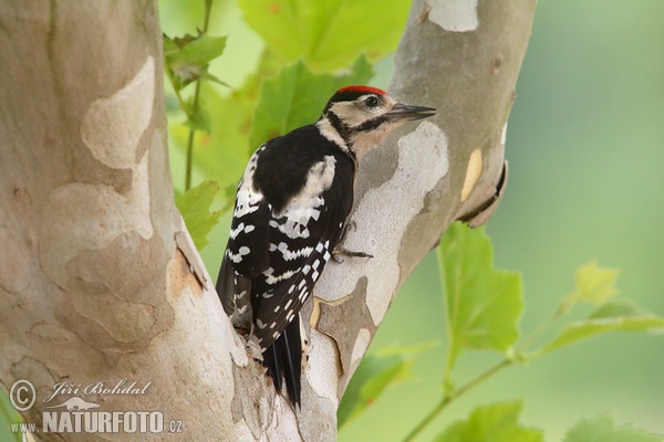 Great Spotted Woodpecker (Dendrocopos major)