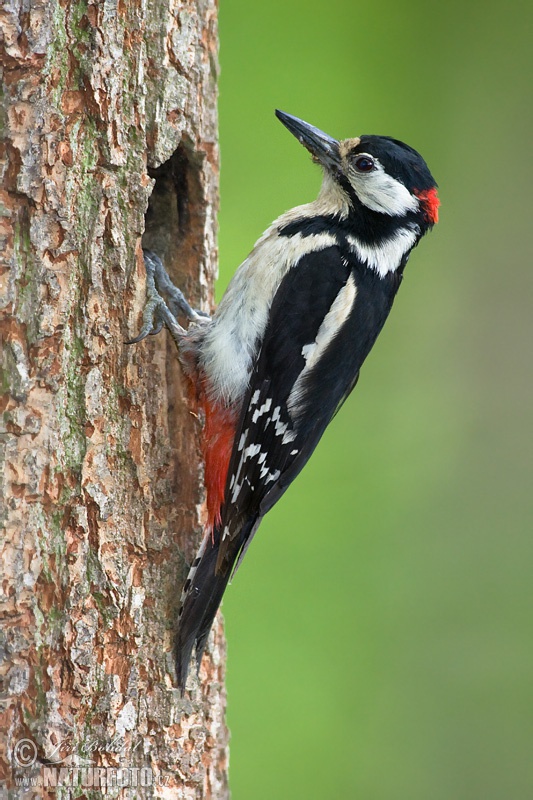 Great Spotted Woodpecker (Dendrocopos major)