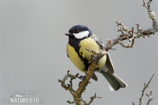 Great Tit (Parus major)