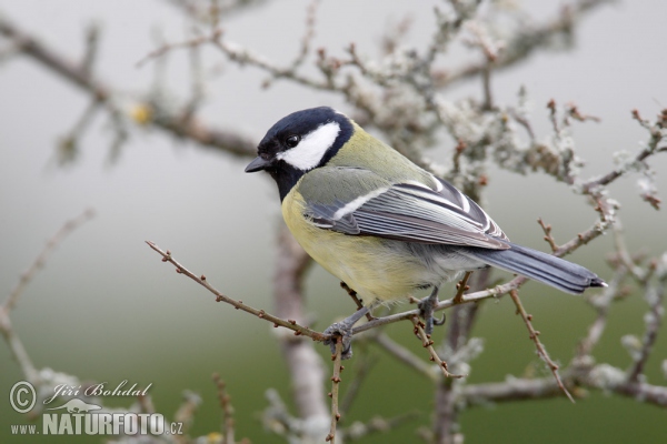 Great Tit (Parus major)