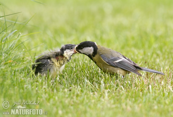 Great Tit (Parus major)