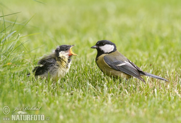 Great Tit (Parus major)