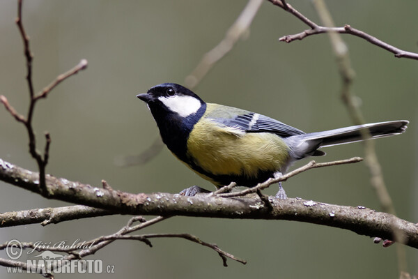 Great Tit (Parus major)