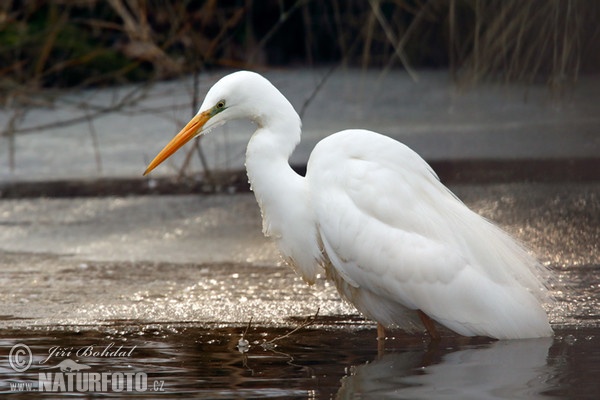 Great White Egret (Casmerodius albus)