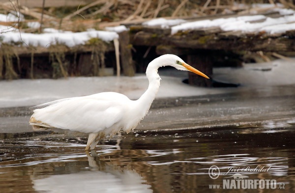 Great White Egret (Casmerodius albus)