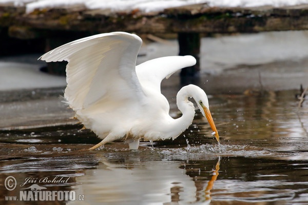 Great White Egret (Casmerodius albus)