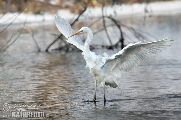 Great White Egret (Casmerodius albus)