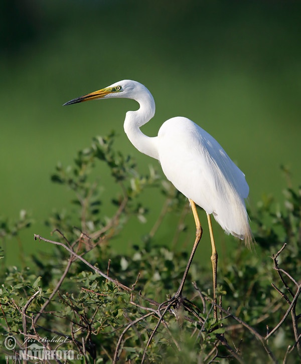 Great White Egret (Casmerodius albus)