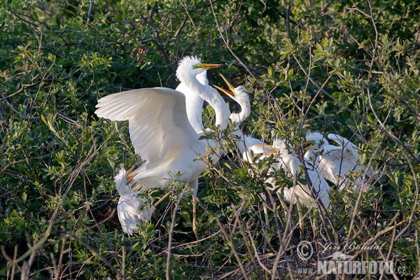 Great White Egret (Casmerodius albus)