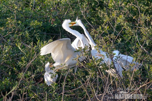 Great White Egret (Casmerodius albus)