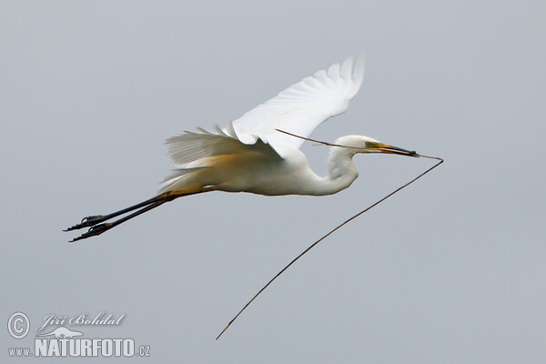 Great White Egret (Casmerodius albus)