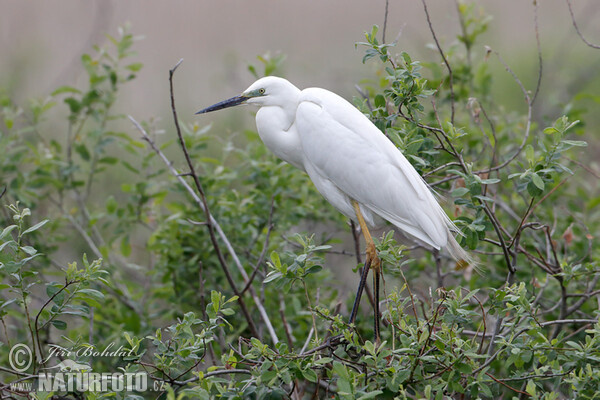 Great White Egret (Casmerodius albus)