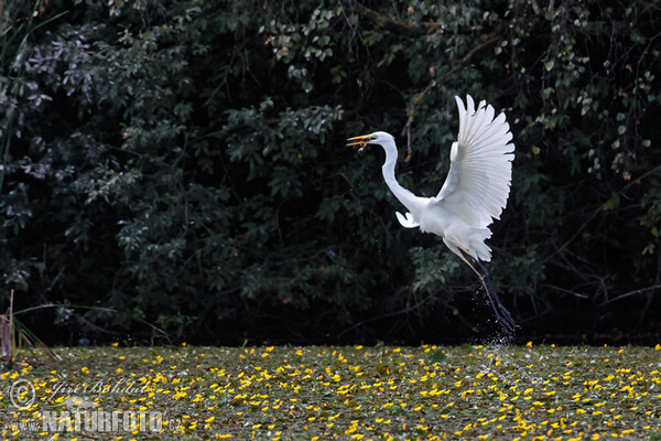 Great White Egret (Casmerodius albus)